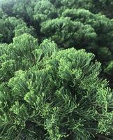 the lush greenery of pine needles, showcasing the vitality of coniferous foliage photo