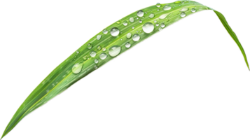 Close-up of Dew Drops on Green Leaves. png