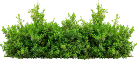Dense Green Hedge with Lush Foliage. png