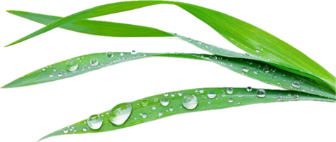 Close-up of Dew Drops on Green Leaves. png