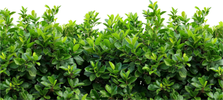 Dense Green Hedge with Lush Foliage. png
