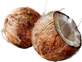 Whole and Halved Coconuts with White Flesh png