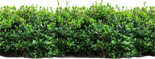 Dense Green Hedge with Lush Foliage. png