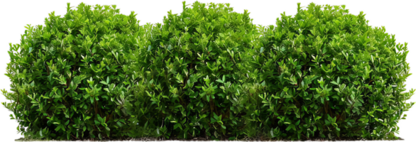 Dense Green Hedge with Lush Foliage. png