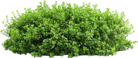 Dense Green Hedge with Lush Foliage. png