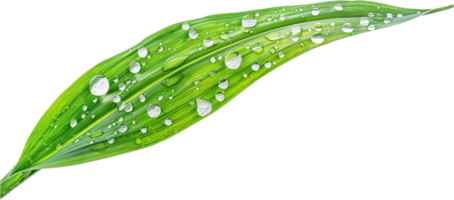 Close-up of Dew Drops on Green Leaves. png