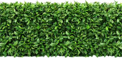 Dense Green Hedge. png