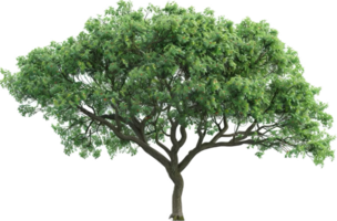 groß Grün Baum mit Verbreitung Überdachung. png