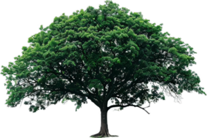 groß Grün Baum mit Verbreitung Überdachung. png