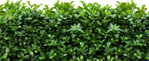 Dense Green Hedge. png