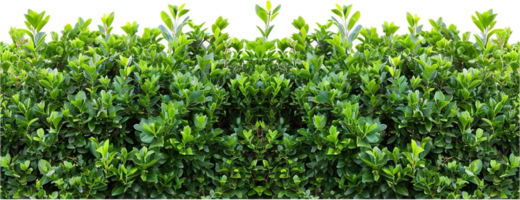 Dense Green Hedge. png