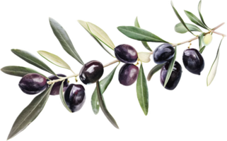 Olive Branch with Green Olives and Leaves. png