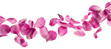 Pink Rose Petals. png