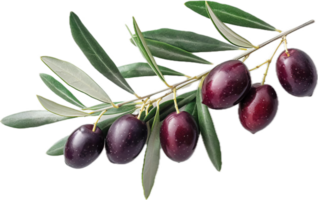 Olive Branch with Green Olives and Leaves. png