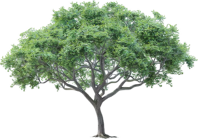 grande verde albero con diffusione baldacchino. png