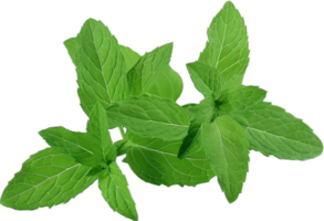 Fresco verde menta hojas en vástago png