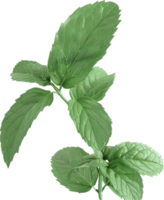 Fresh Green Mint Leaves on Stem png