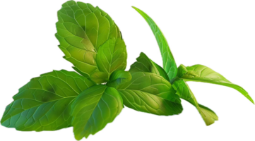 Frais vert menthe feuilles sur tige png