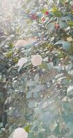 à feuilles persistantes épanouissement camélia sasanqua avec blanc fleurs et soleil, verticale métrage video