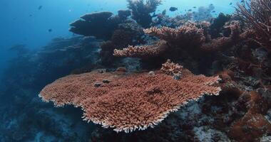 Tropical amazing corals in blue ocean. Living Hard corals, underwater landscape. Slow motion video