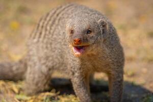 Banded mongoose in the Etosha National Park in Namibia, Africa. photo