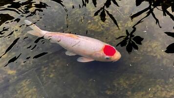 Unique elegant red-head koi pond garden, premium Asian fish photo