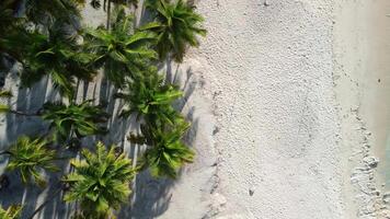 Maldivas tropical de praia com Palma árvores e azul oceano. aéreo topo baixa Visão video