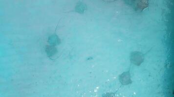 Stingray underwater in Maldives. Sting rays swimming in blue sea, aerial view video