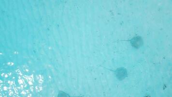 Stingray underwater in Maldives. Sting rays swimming in blue sea, aerial view video