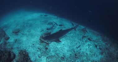 Tiger shark on deep in blue ocean. Diving with Tiger sharks in Maldives video