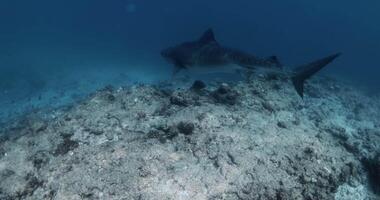 majestueus tijger haai in ongerept oceaan wateren. video