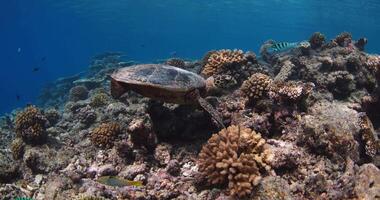 hav sköldpadda simmar och äter i de blå hav mitt i koraller. video