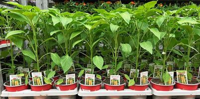 Chili pepper seedlings in pots at the garden center. Growing seedlings of different vegetables at plant nursery for sale. photo