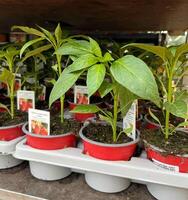 Chili pepper seedlings in pots at the garden center. Growing seedlings of different vegetables at plant nursery for sale. photo