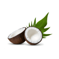Two half of coconut fruit with leaf isolated. png