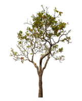 Tree isolated on transparent background with clipping path and alpha channel. png