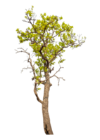 Tree isolated on transparent background with clipping path and alpha channel. png