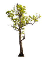 Tree isolated on transparent background with clipping path and alpha channel. png