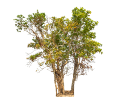 Tree isolated on transparent background. png