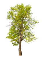 Green tree isolated on transparent background with clipping path and alpha channel. png