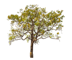 Tree isolated on transparent background. png