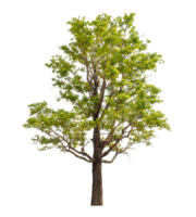 Green tree isolated on transparent background png