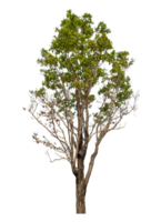 Green tree isolated on transparent background with clipping path and alpha channel. png