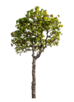 Baum isoliert auf transparent Hintergrund mit Ausschnitt Pfad und Alpha Kanal. png