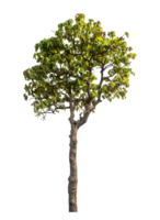 arbre isolé sur transparent Contexte avec coupure chemin et alpha canaliser. png