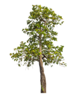 Green tree isolated on transparent background with clipping path and alpha channel. png