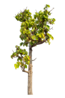 arbre isolé sur transparent Contexte avec coupure chemin et alpha canaliser. png