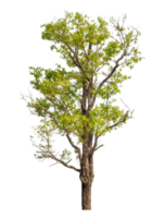 Green tree isolated on transparent background with clipping path and alpha channel. png