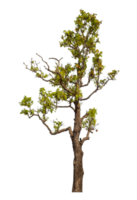 Tree isolated on transparent background. png