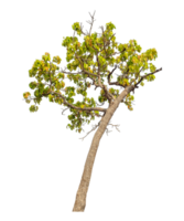 Tree isolated on transparent background with clipping path and alpha channel. png